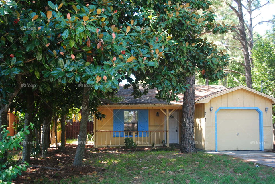 Magnolia tree in the fall in Destin, Fl