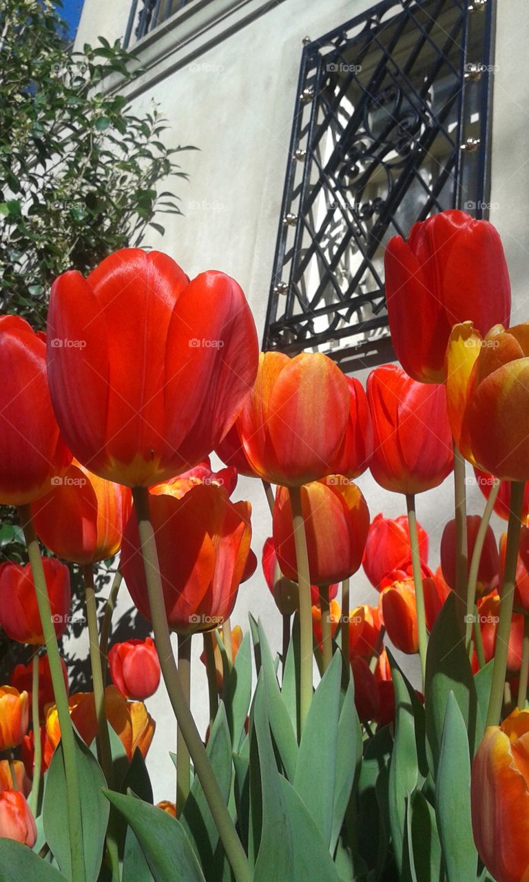 Tulip Window. beautiful arrangement of Toulouse outside the window of an old New Orleans plantation home.