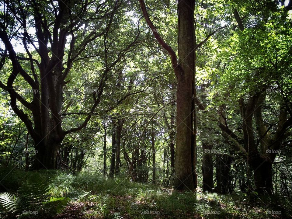 Stenshuvud forest