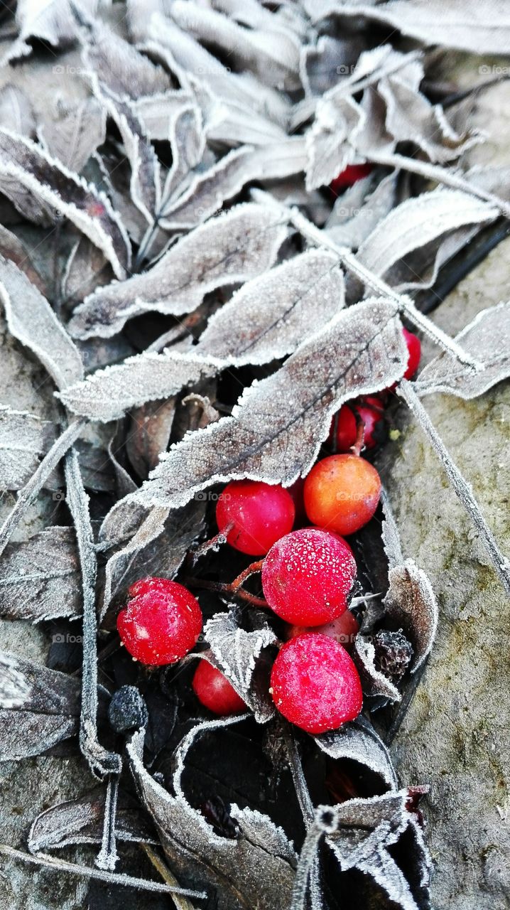Cold red baskets flora