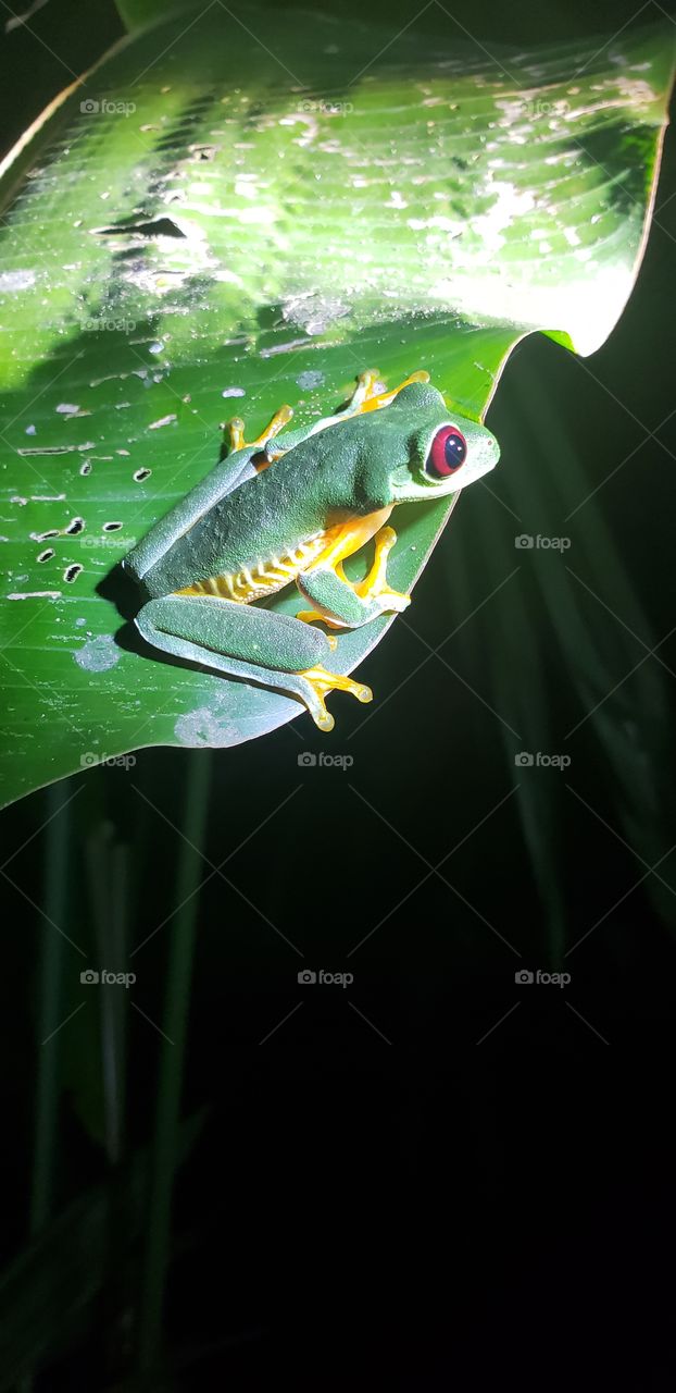 Costa rica green tree frog