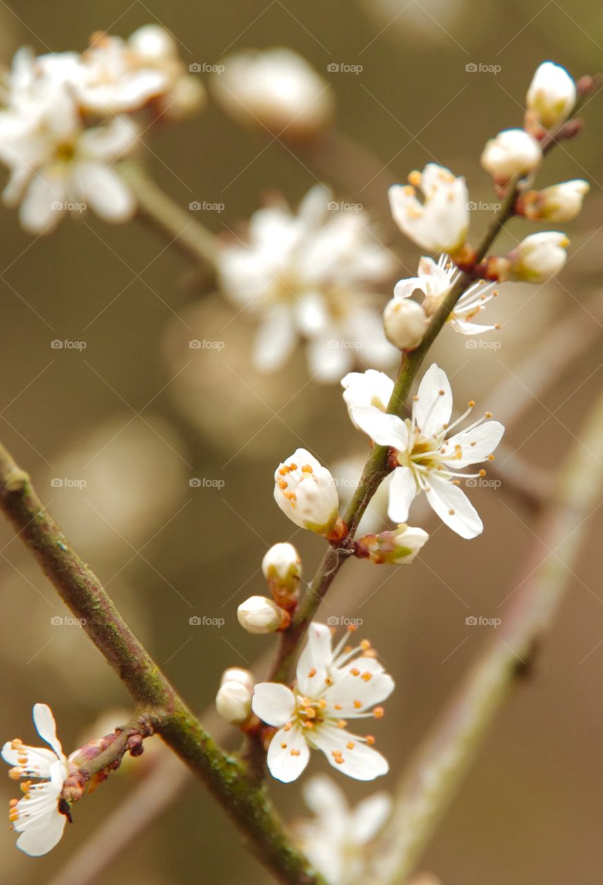 Exterior daylight.  Prince Albert, SK, CA.  Apple blossoms on a stem.