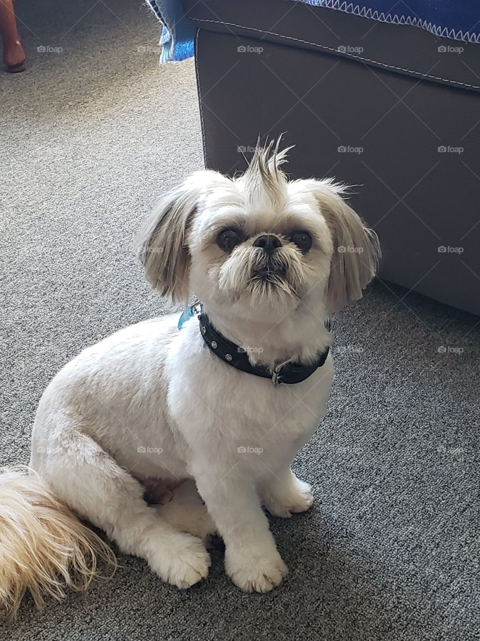 Dexter and his mohawk!