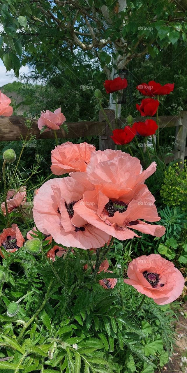 Display of poppies on a summer walk