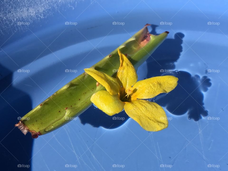 Yellow forsythia flower with aloe Vera leaf, floating on water in a blue bowl