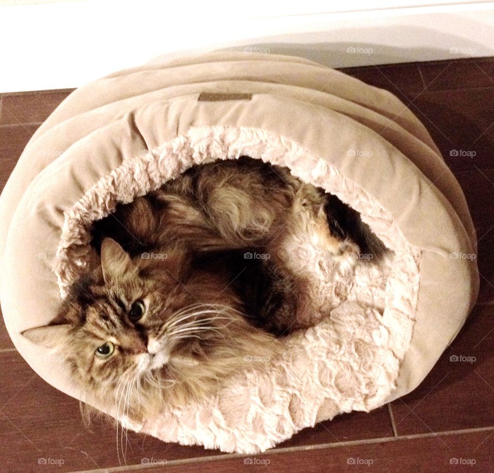 Maine Coon in her kitty bed. 