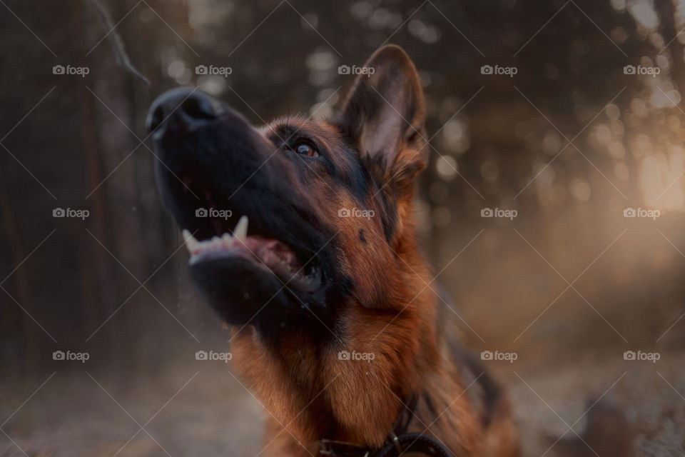 German shepherd dog walking in an winter forest