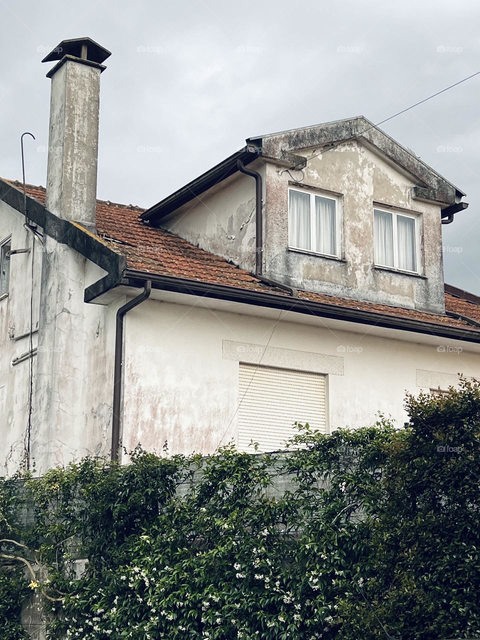 Plant around the wall