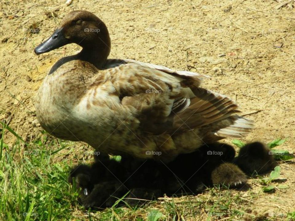 mother duck with her chicks