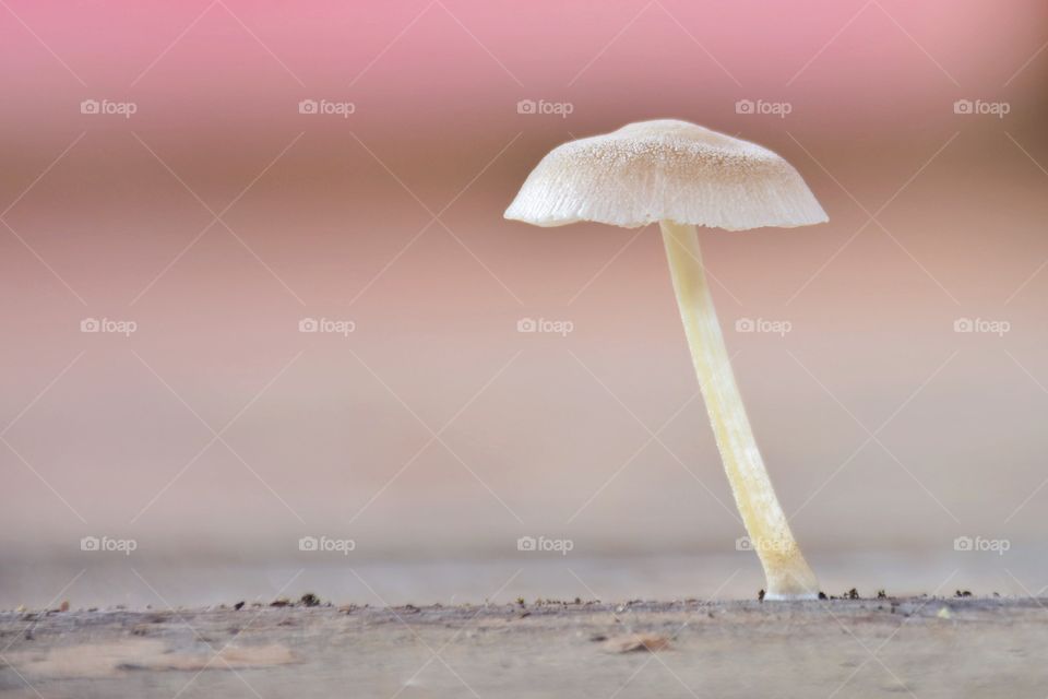 Mushroom 