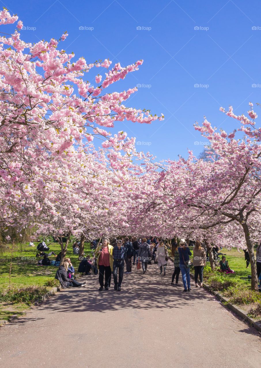 Pink park