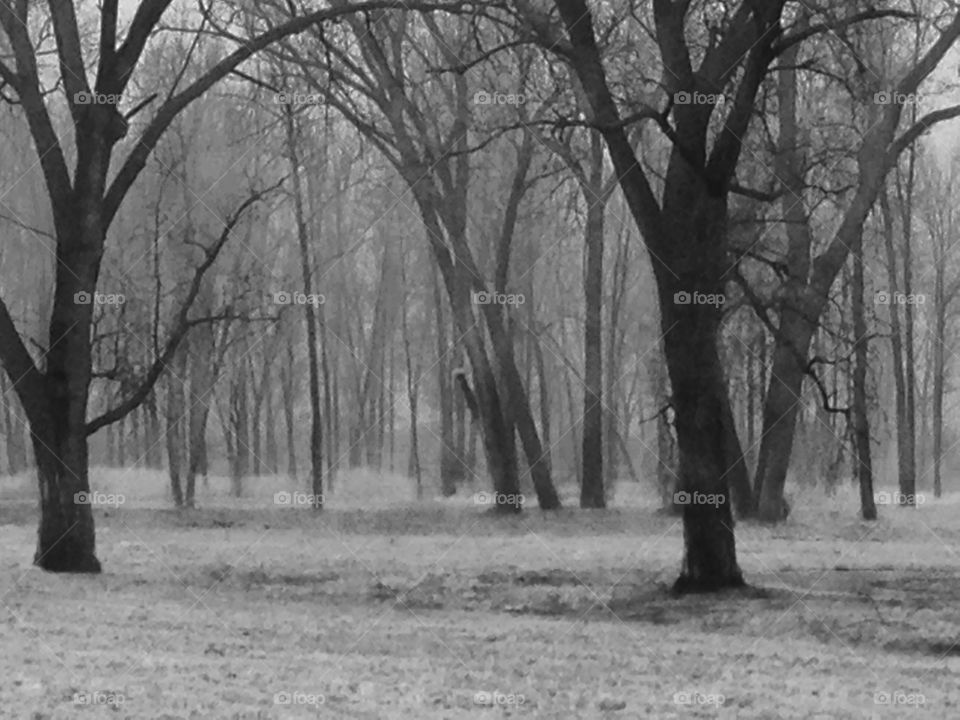 Woods near Missouri River. Black and white