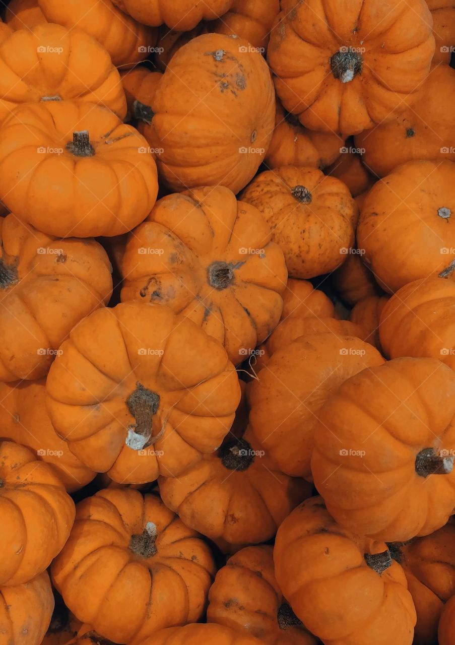 pumpkins