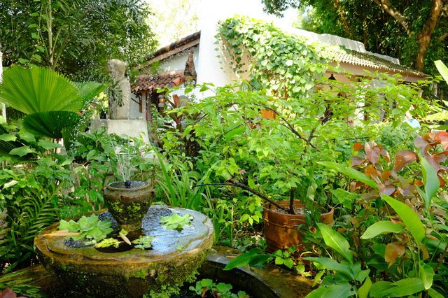 urban jungle garden 
