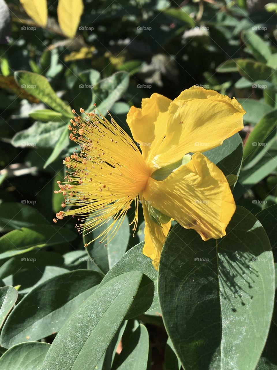 Flower of St. John's Wort in sunlight 