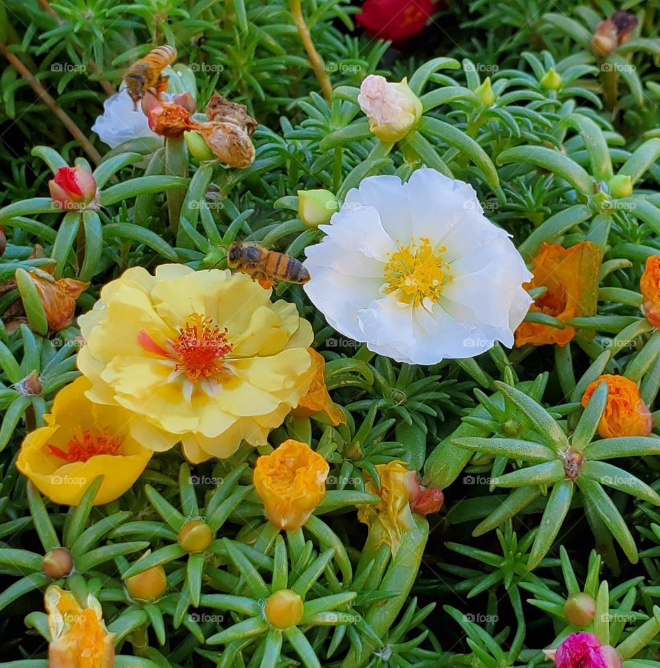 Bees and Colorful Flowers