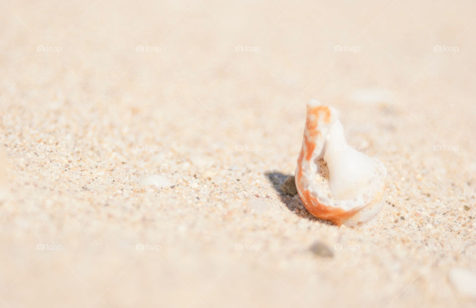 Seashell in sand on beach
