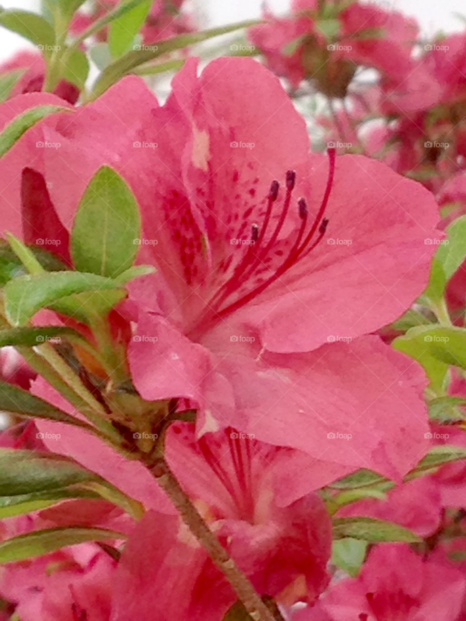 Azalea