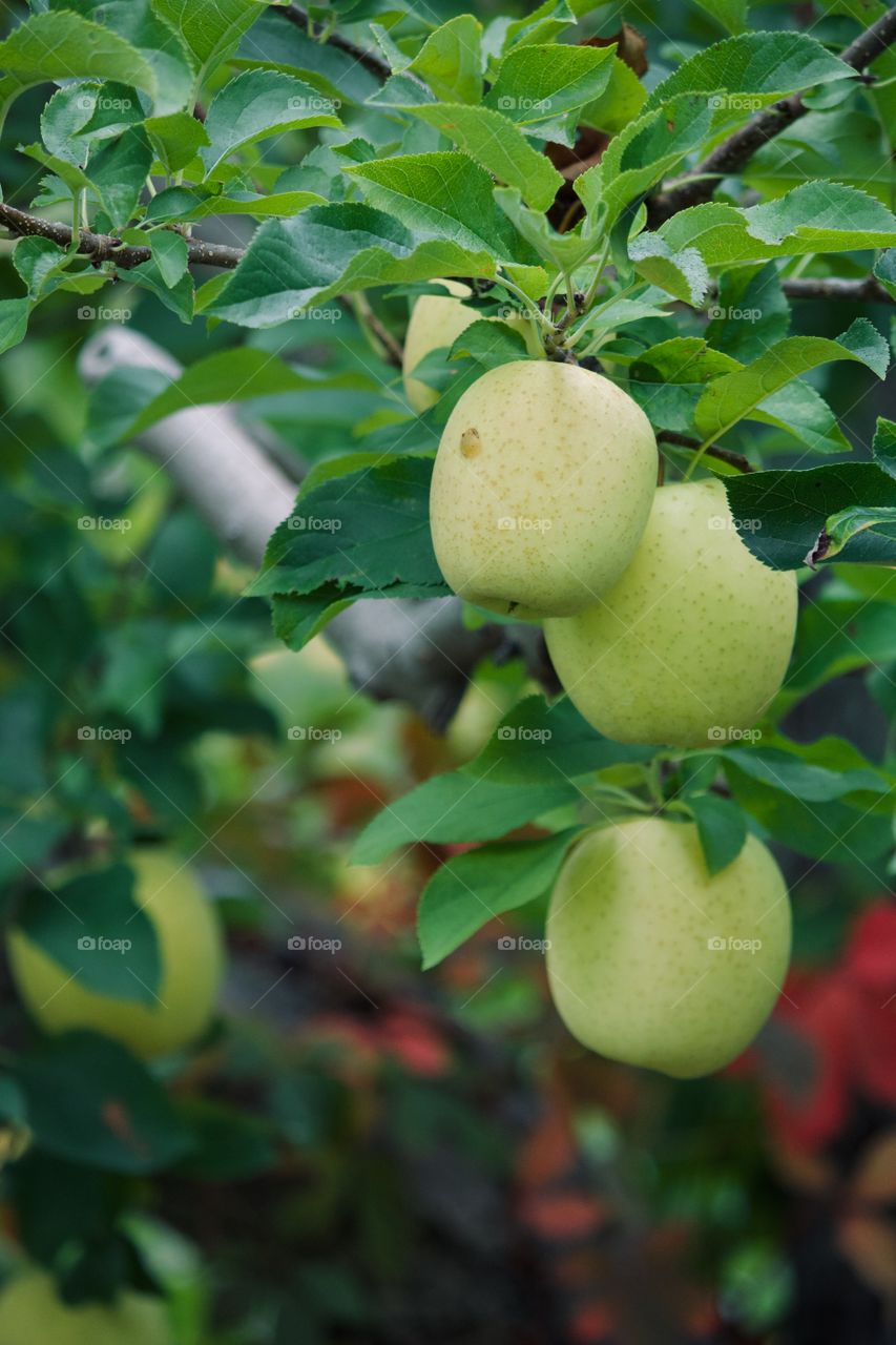 Golden delicious apples on a tree