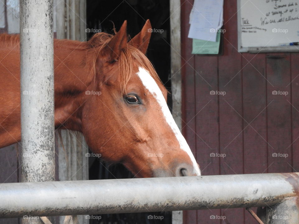 majestic horses 