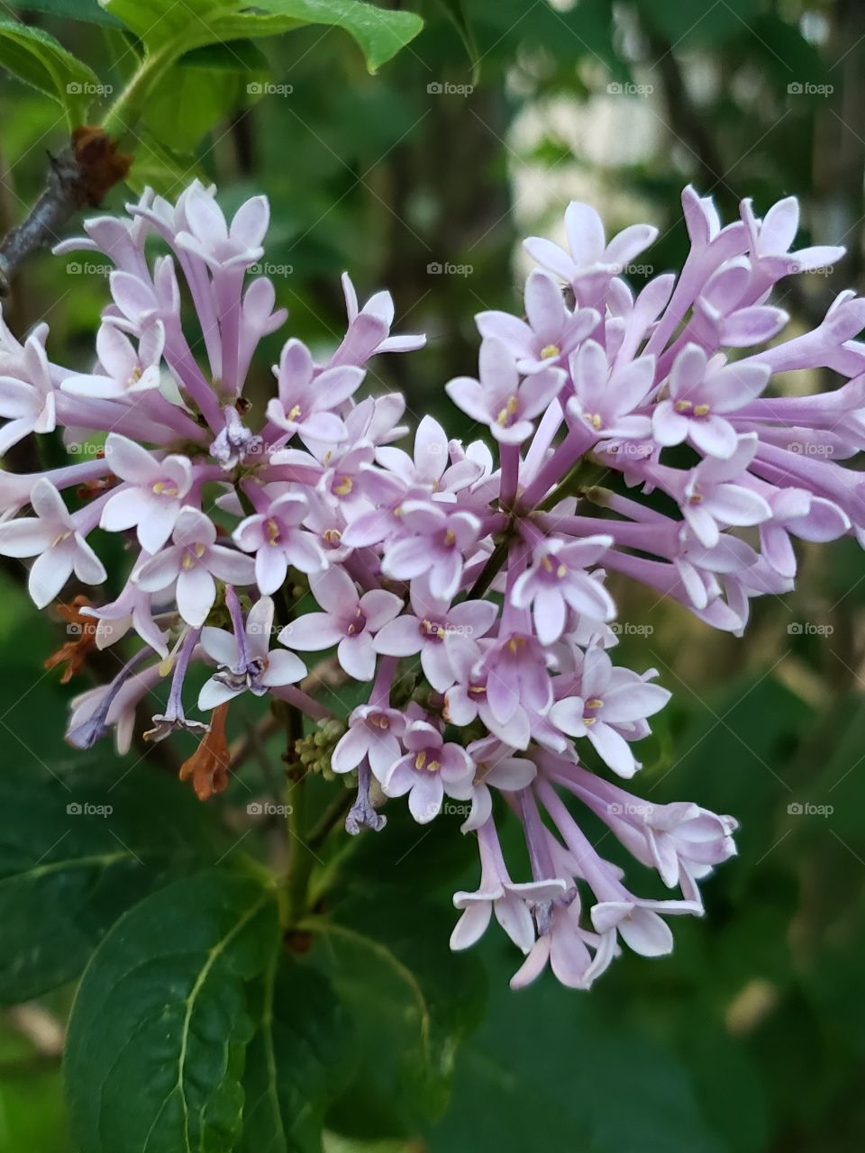 Lilacs are in bloom