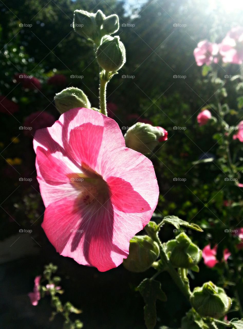 Hollyhock flower in the sun