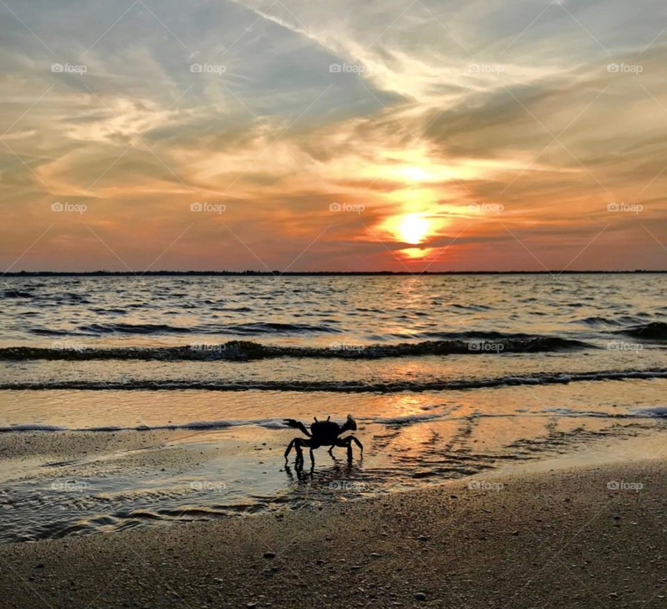 A crab in silhouette says goodbye to the setting sun over the river’s edge