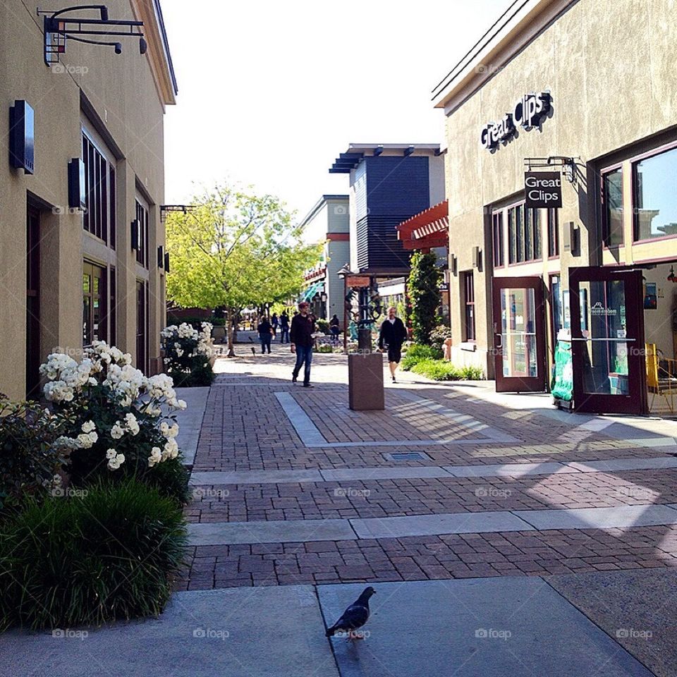 Pigeon on a Stroll 