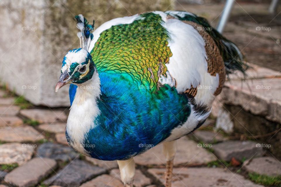Close up on a peacock 