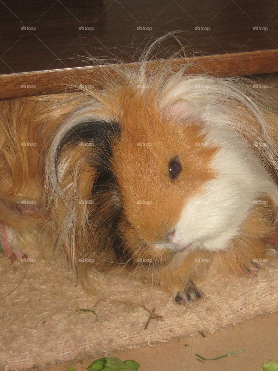 Look at the eyes guinea pig