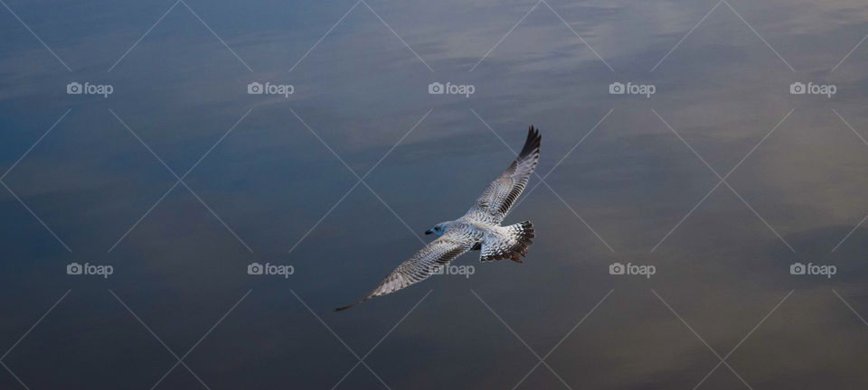 Bird flying over the sea