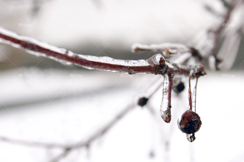 Ice Tree Branch