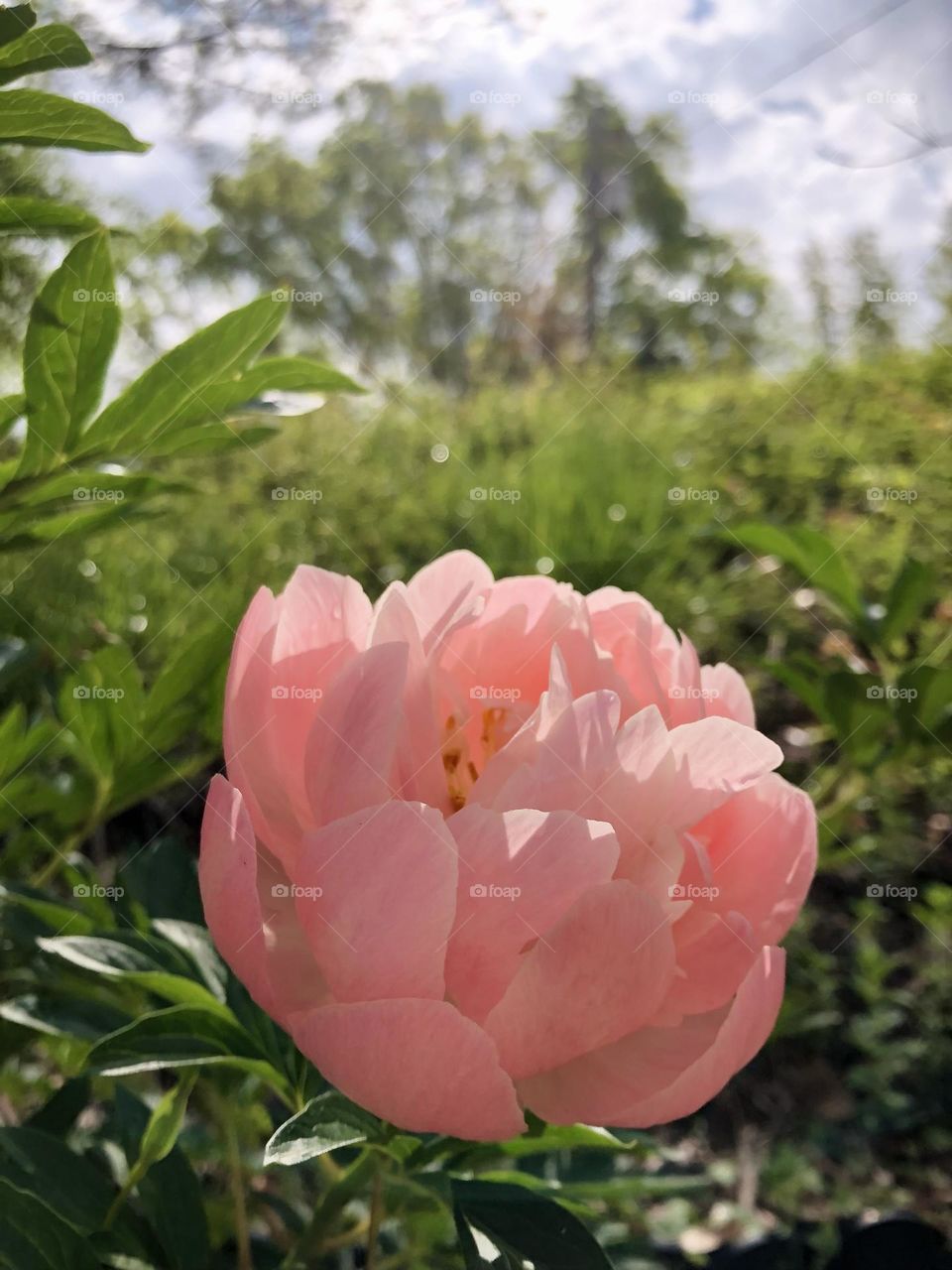 Baby Pink is a soft and delicate hue that is often associated with romance, innocence, and femininity. I like Baby Pink.