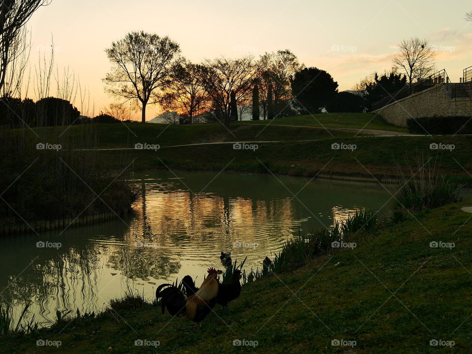 Sunset on the Lake