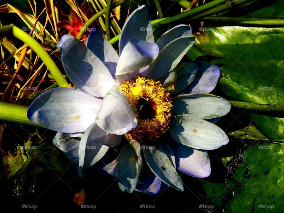 A flower in the trash