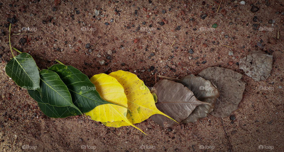 A True fact we have to digest in this life.... A beauty of nature... Described through my lens.. #NATURE #DIGESTIVE #DECOMPOSE