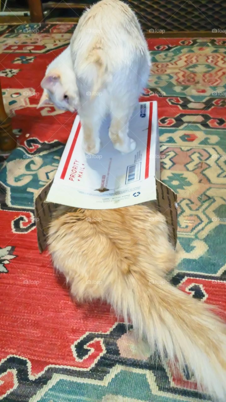 funny cats playing in a box