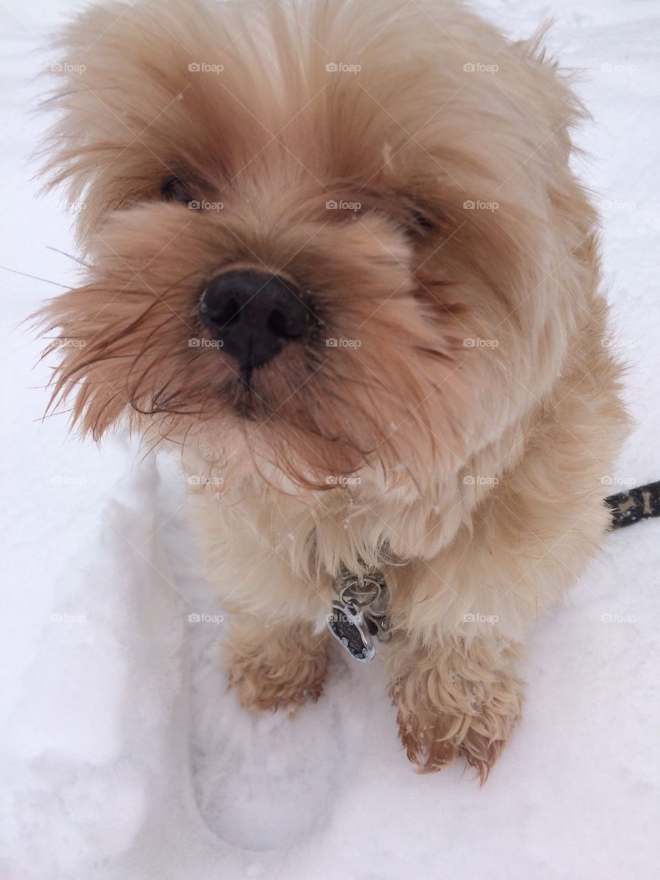 Snow pup 1
