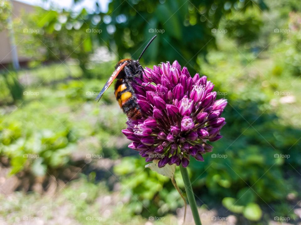 The giant scolia, or spotted scolia, is a species of large wasp in the family Scolia. Garden.