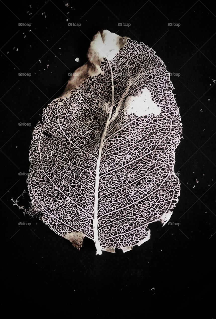 Close-up of a dry leaf