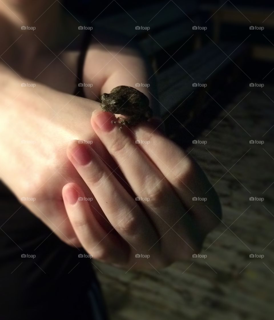 Frog 