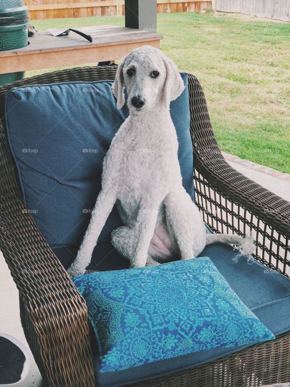 Goldendoodle puppy resting outside in a chair 