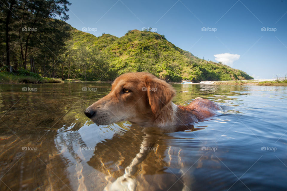 swimming dog on a lake