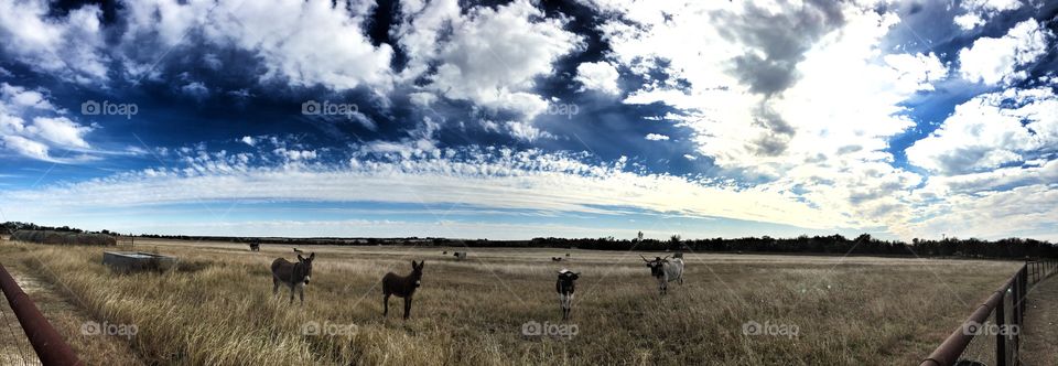 Texas sky