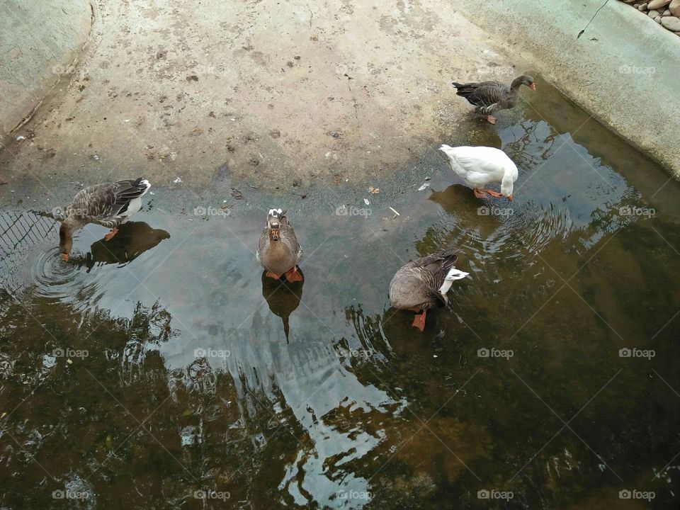 Beautiful swimming birds.