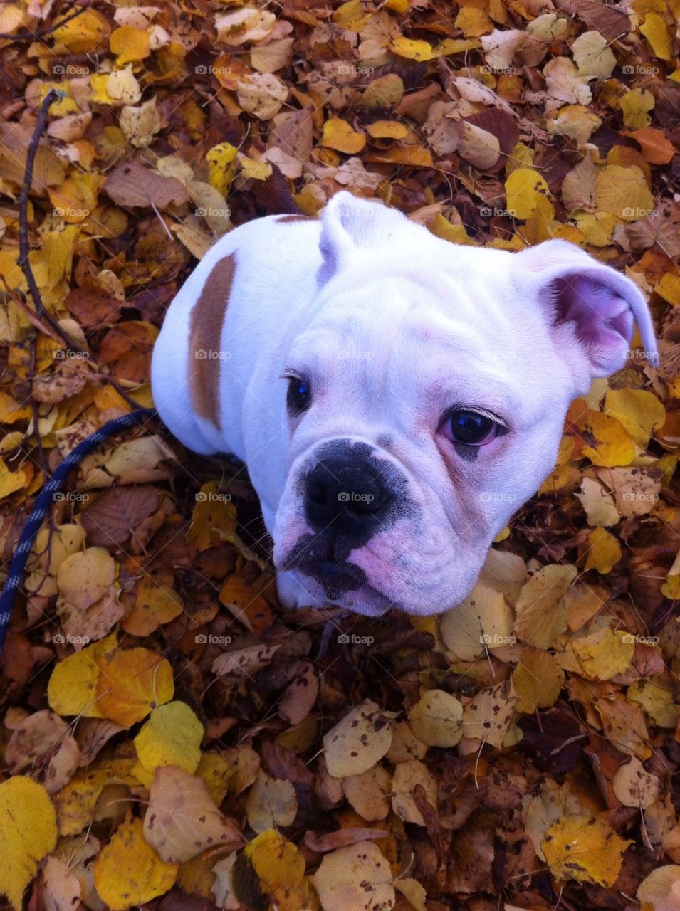 Pup in the leaves