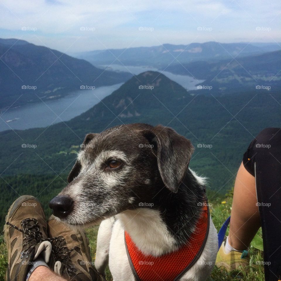 Terrier mountain 