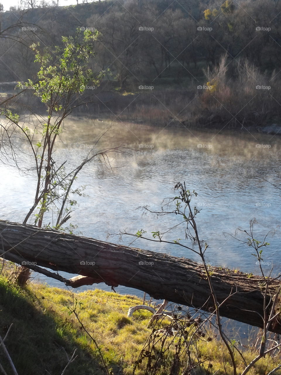 Morning dew from cold morning on Tuolumme river.