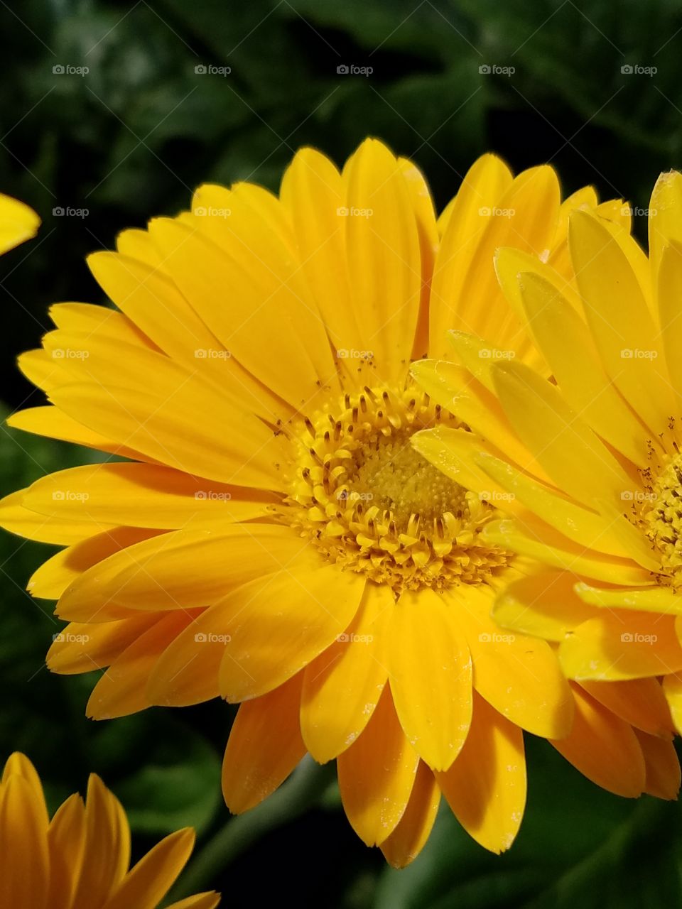 Close-up of a daisy flower