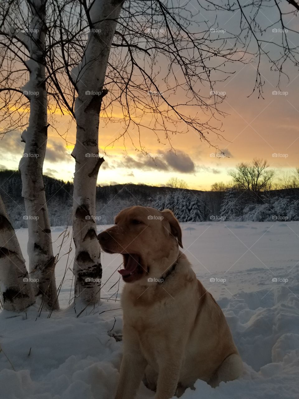 dog howling at sunset a